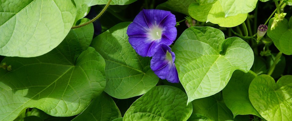 Sing Your Abortion | John Murdock - Vimarsana News