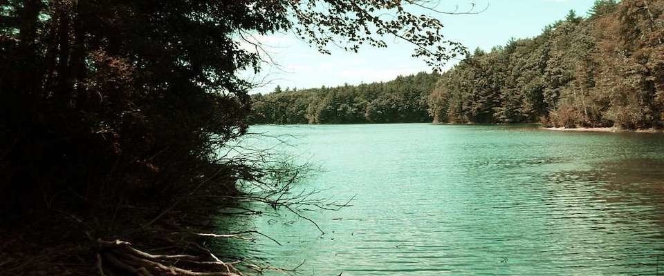 The Economy of Walden Pond | Mark Bauerlein - Vimarsana News