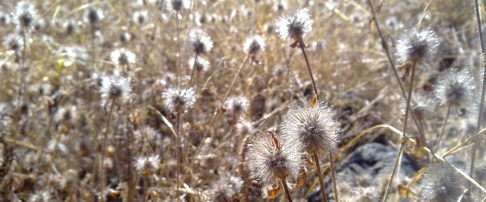 The God Who Gives and Takes Away